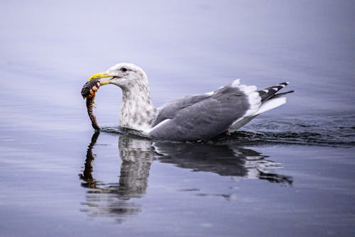 Immagine gratuita di acqua, anatra, animale