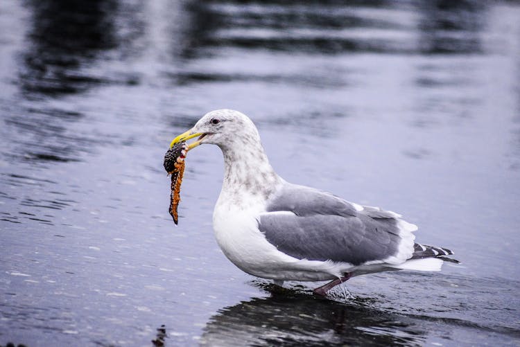 Close-up Of A Seagull Carrying Its Food