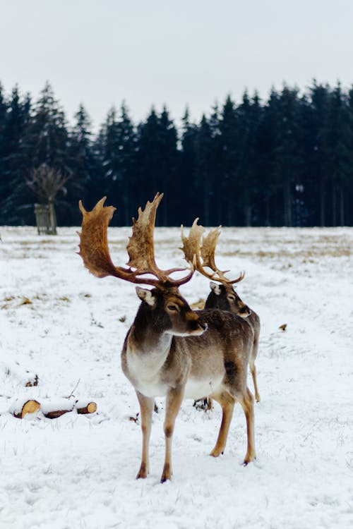 A Deers on a Snow Covered Ground