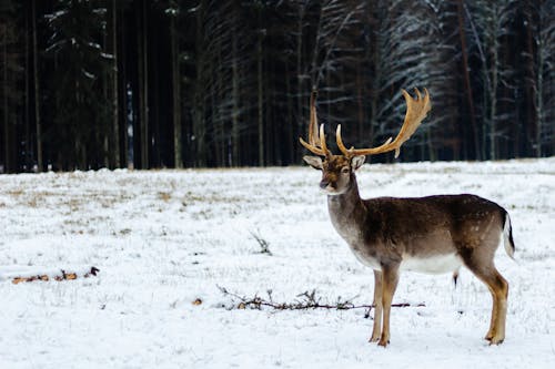 A Deer on a Snow Covered Ground