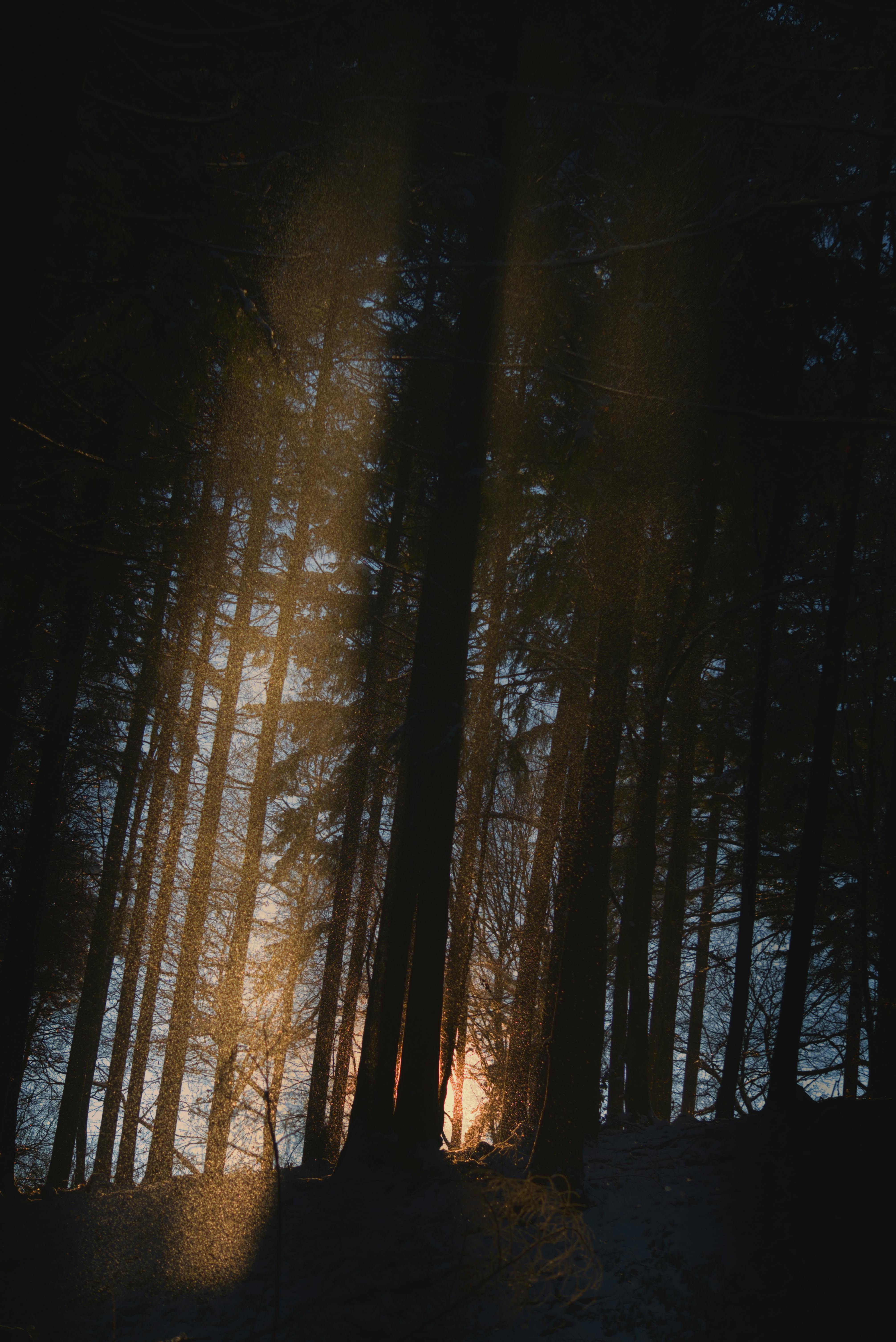 A mystical view of sunlight filtering through tall forest trees during twilight, creating a dramatic silhouette.