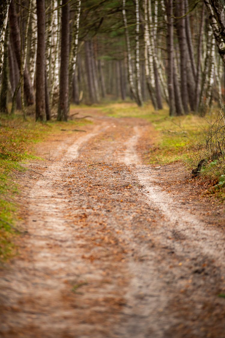 Endless Curvy Path Surrounded With Birch Trees