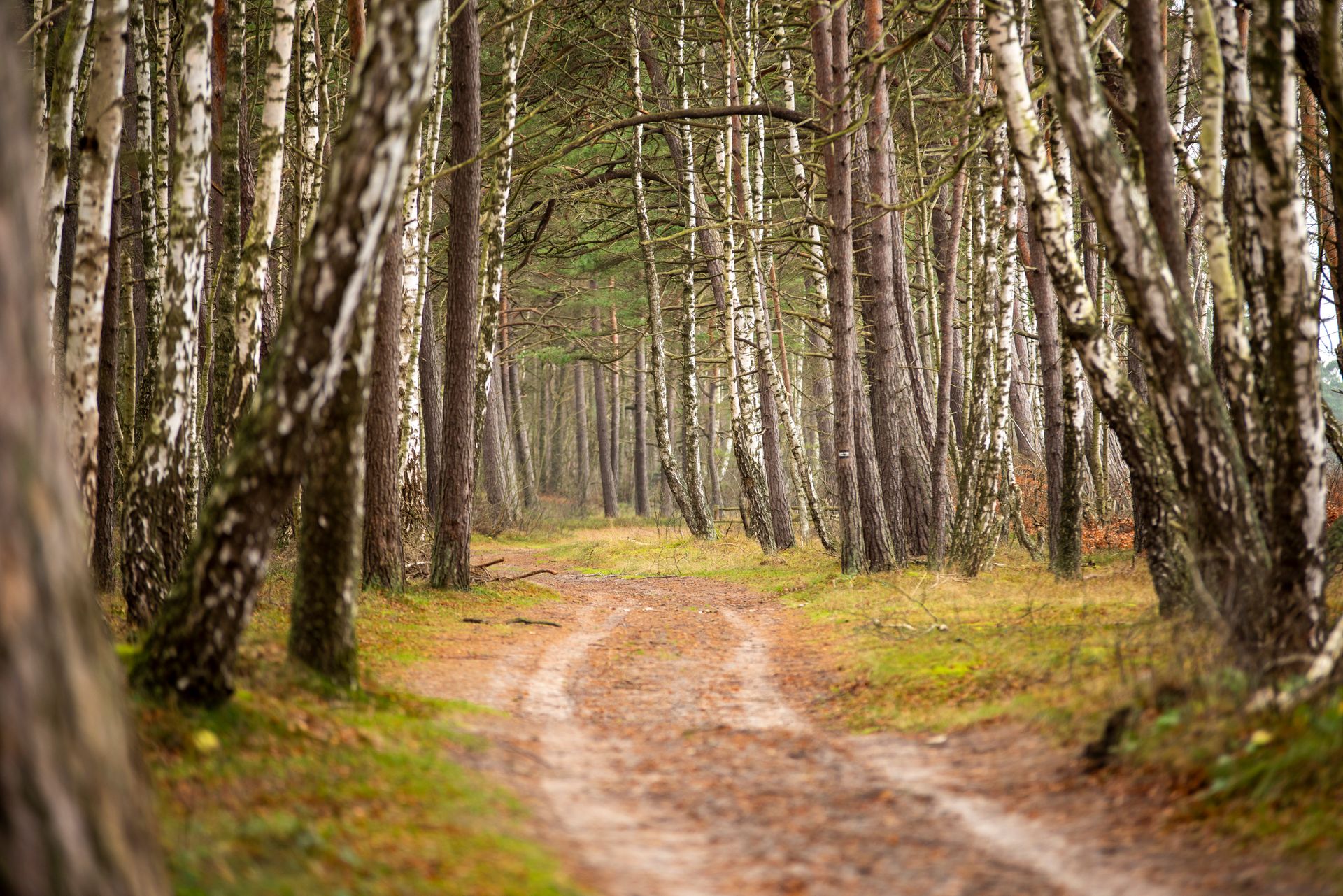 A serene woodland path winding through a forest of tall birch trees in autumn.