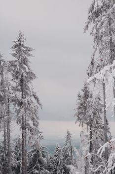 A peaceful winter scene featuring snow-covered pine trees under a cloudy sky.