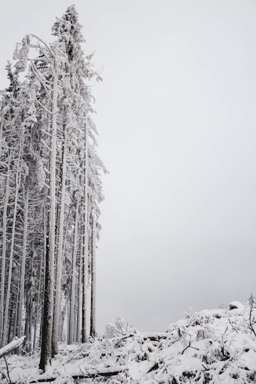 Darmowe zdjęcie z galerii z czarno-biały, drzewa, fotografia w skali szarości