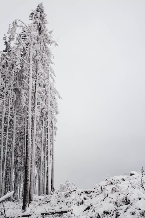 Grayscale Photo of Snow Covered Trees During Winter
