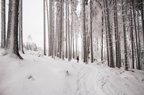 Ilmainen kuvapankkikuva tunnisteilla flunssa, lumi, lumi peitetty maa Kuvapankkikuva