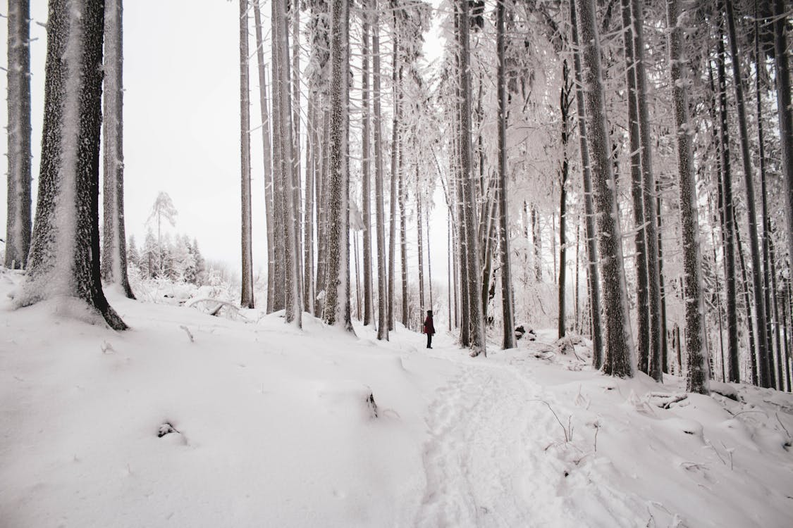 A Tree Trunks on a Snow Covered Ground