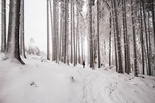 Free A serene winter forest scene with tall, snow-covered trees and a lone person exploring the snowy path. Stock Photo