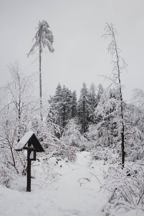 A Birdhouse on a Snow Covered Ground Near the Leafless Trees