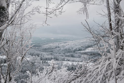 Snow Covered Trees in the  Mountains During Winter