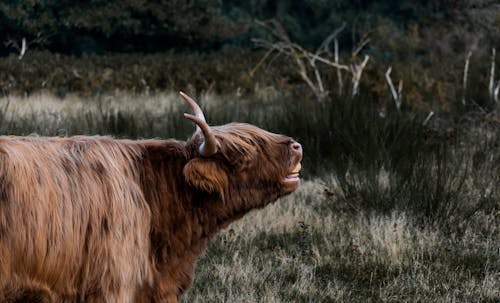 Free A Brown Cow on a Grassy Field Stock Photo