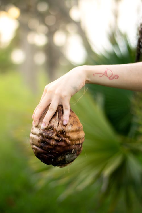 Person Holding a Coconut