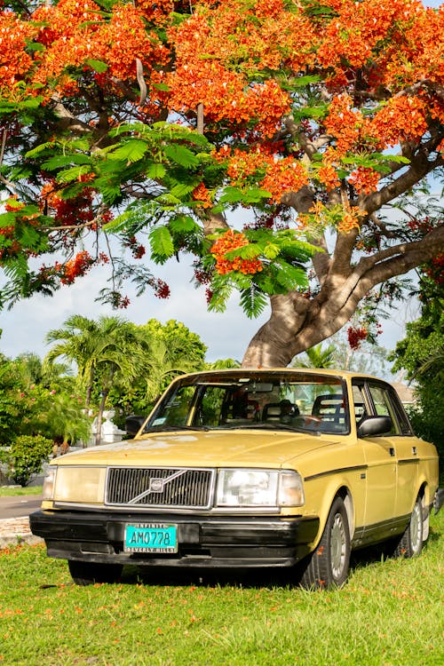 A Vintage Car Parked under a Tree