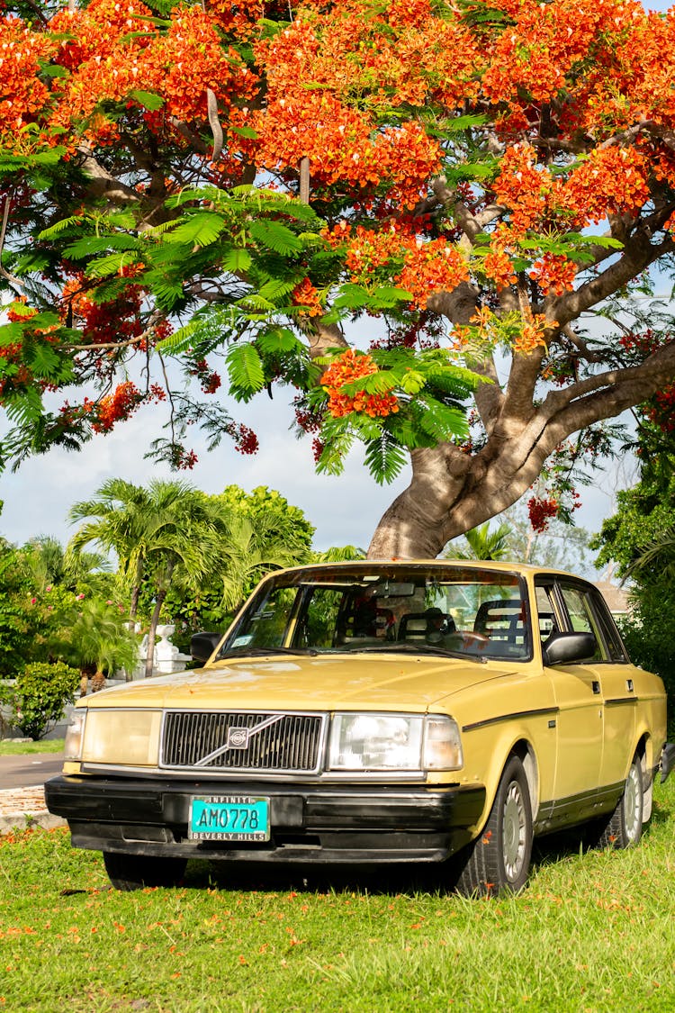 A Vintage Car Parked Under A Tree