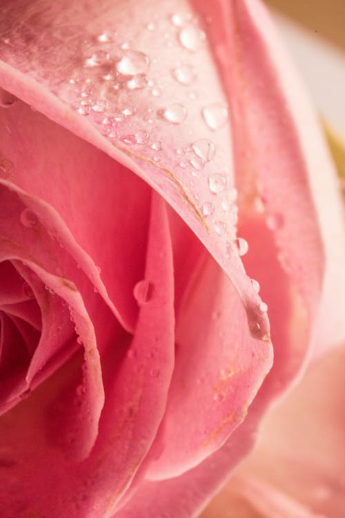 Close Up Shot of a Pink Rose