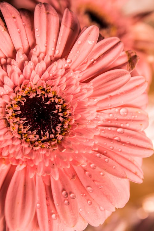 Pink Flower in Macro Shot