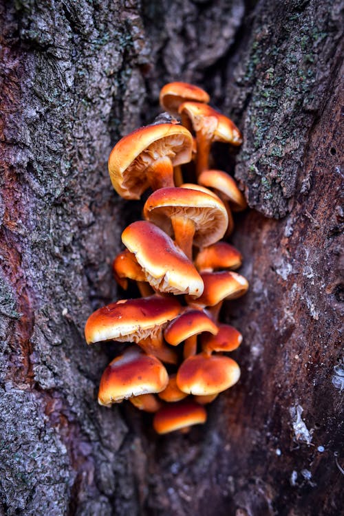 Free Brown Mushrooms on Tree Trunk Stock Photo