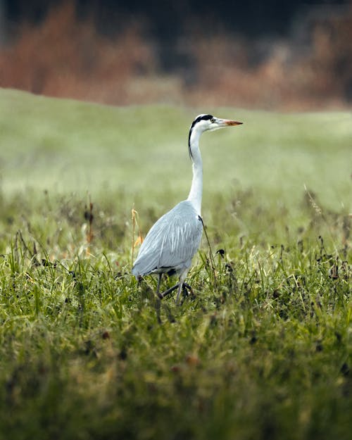 Free Gray Heron on Green Grass Field Stock Photo