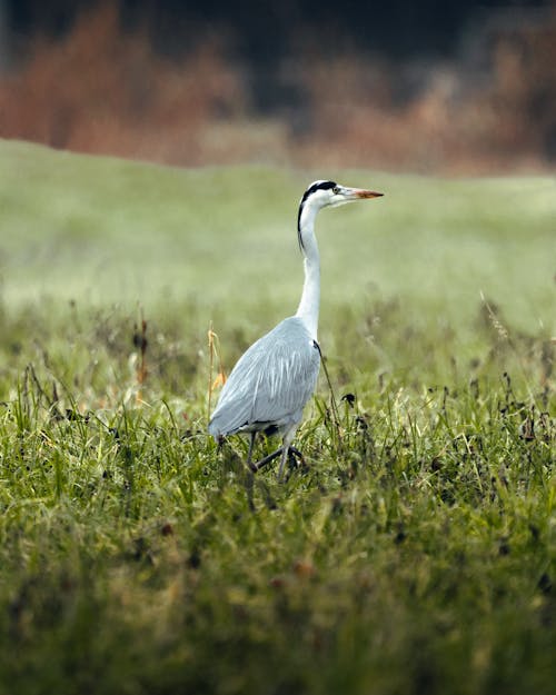 Immagine gratuita di airone, animale, becco