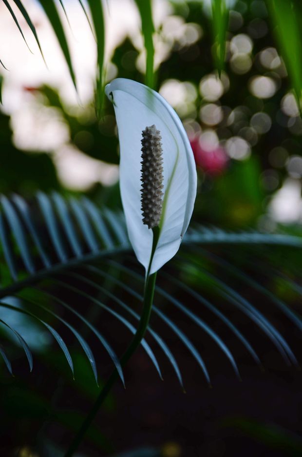 Flor de lírio-da-paz entre folhas verdes
