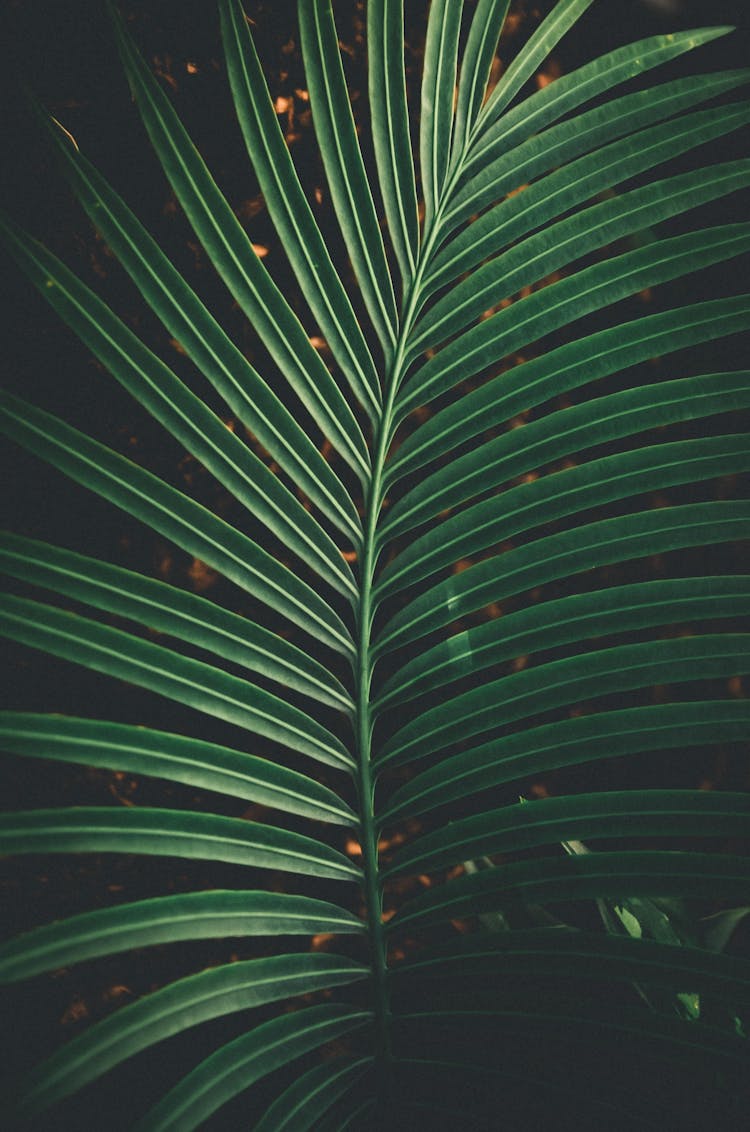 Background Of Green Palm Leaf In Garden