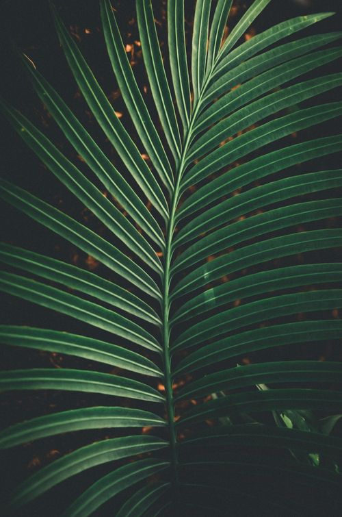 Free Textured backdrop of lush green tropical plant foliage with thin stem growing in summer Stock Photo