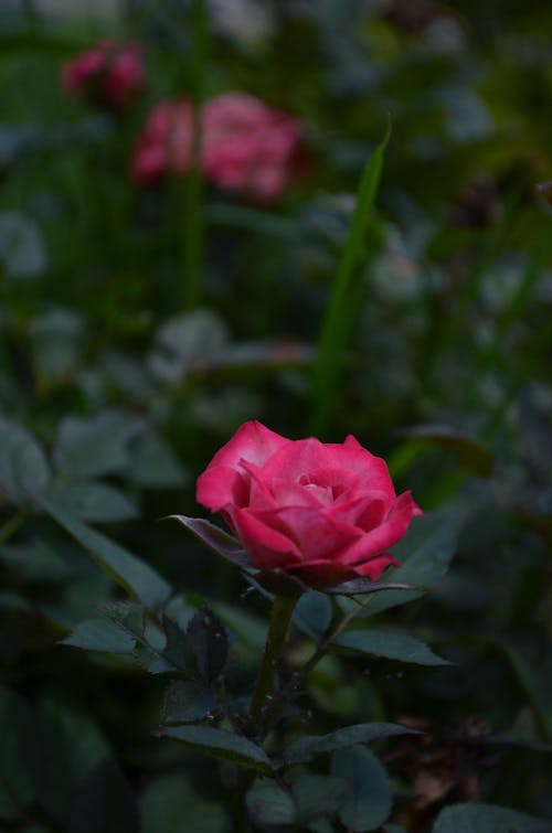 Blossoming pink flowers with delicate petals and pleasant scent growing on green bush in garden