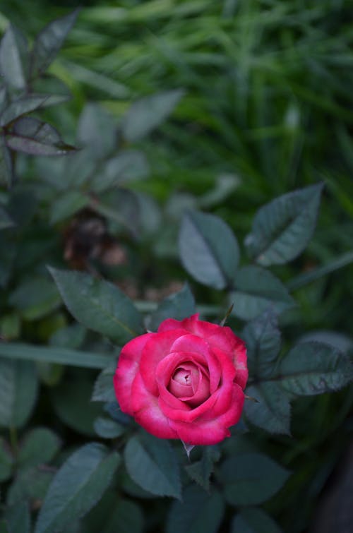 Top view of blossoming pink flower with tender petals and pleasant aroma growing on shrub