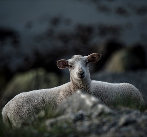 Gratis lagerfoto af bovidae, dyrefotografering, får