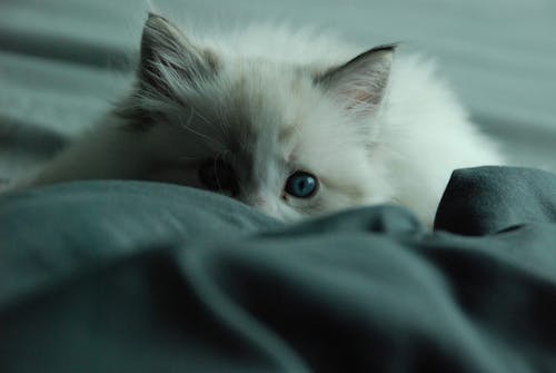 Free White Cat on Blue Textile Stock Photo