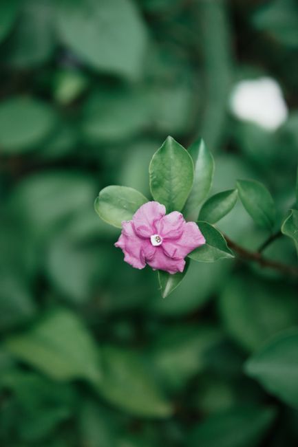 A delicate pink flower with vibrant green leaves against a blurred natural background.
