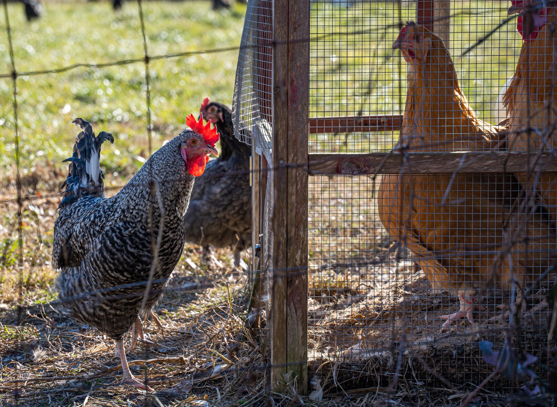 Outdoor image of chickens at a farm in Brandywine, showcasing both free range and caged birds.