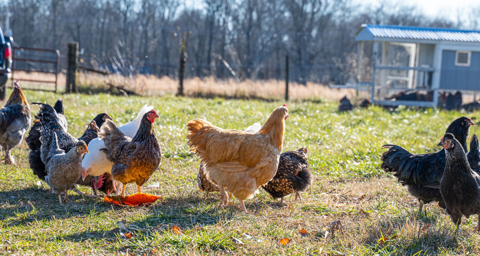 Free-range hens roaming on grass at a partner farm
