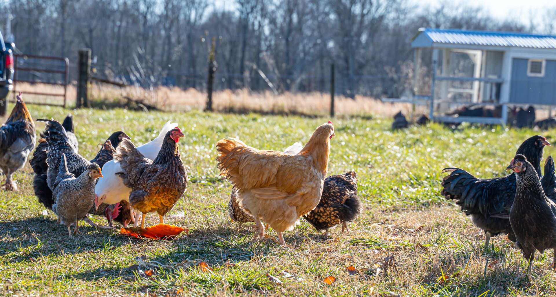 A group of chickens foraging on a sunny farm in Brandywine, Maryland.