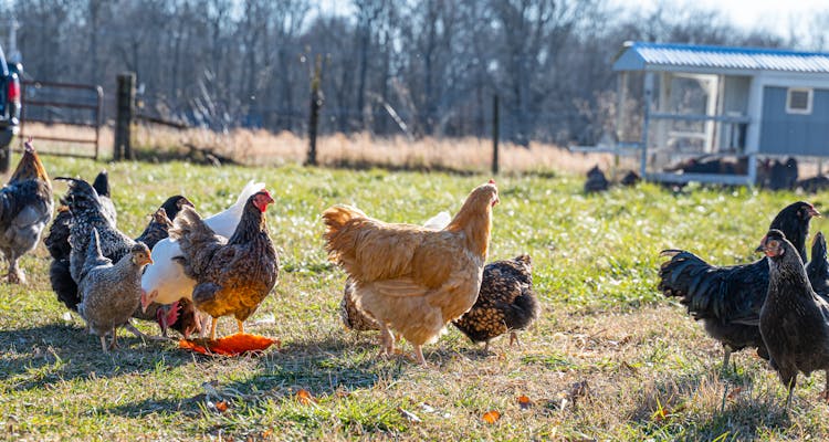 Chickens On A Grassy Field