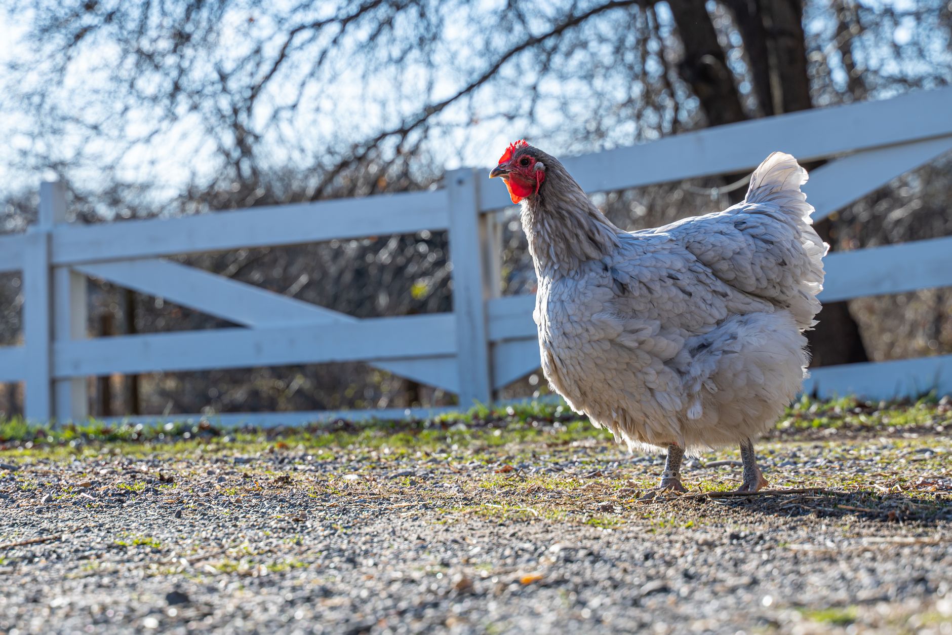 A plump hen explores a sunny farm field with white wooden fences around it.