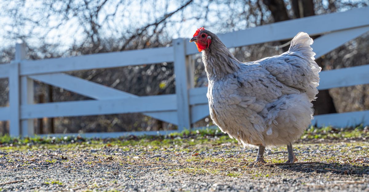 A plump hen explores a sunny farm field with white wooden fences around it.