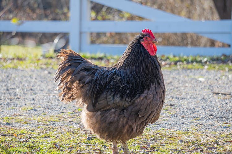 Chicken Standing On The Ground