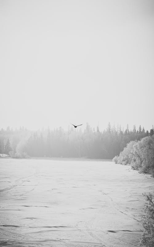 A Bird Flying over a Lake