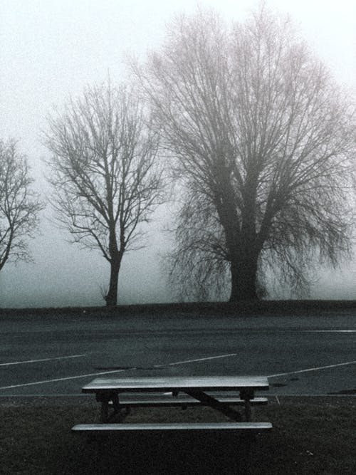 Wooden Bench and Table with Bare Trees Across the Road on a Foggy Day