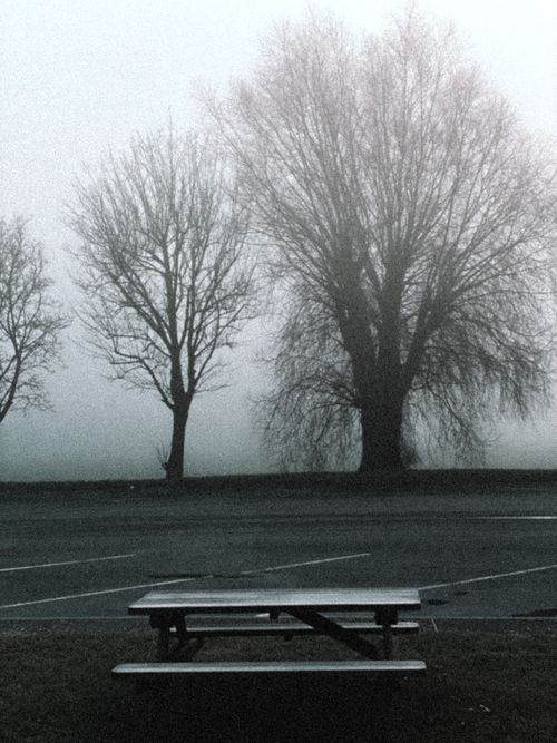 Free A serene foggy morning scene with bare trees and a wooden bench, capturing nature's tranquility. Stock Photo