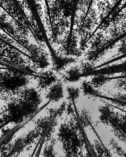 Free Tall Trees in Low Angle Photography Stock Photo
