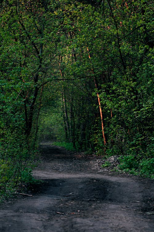 Unpaved Road Between Green Trees on Forest