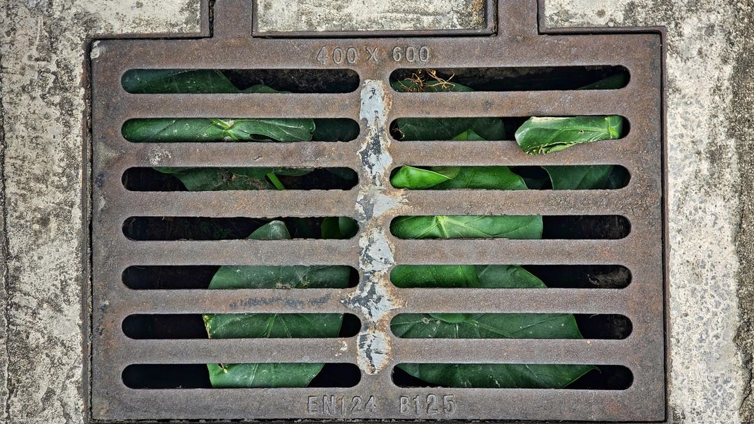 An iron sewer cover in the ground with plants growing around it