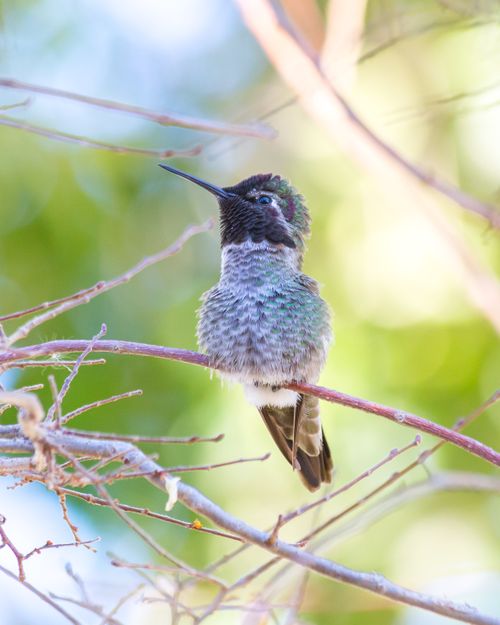 Free A detailed shot of a hummingbird perched on a twig, with a blurred green background. Stock Photo