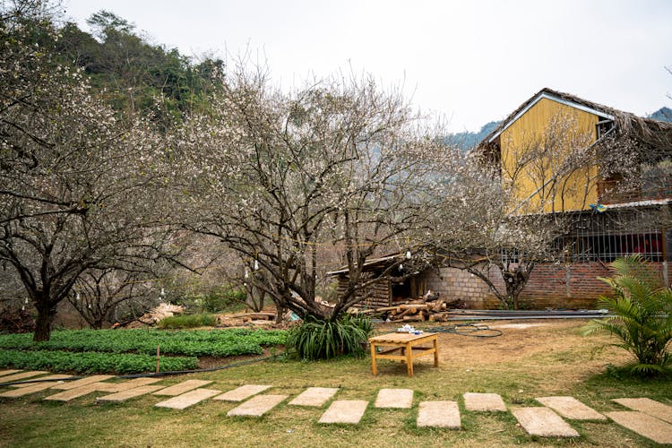 Bare Trees In Agricultural Yard Near Shabby House