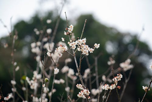 Free Delicate fragrant white flowers on thin twigs growing in countryside against blurred trees in spring Stock Photo