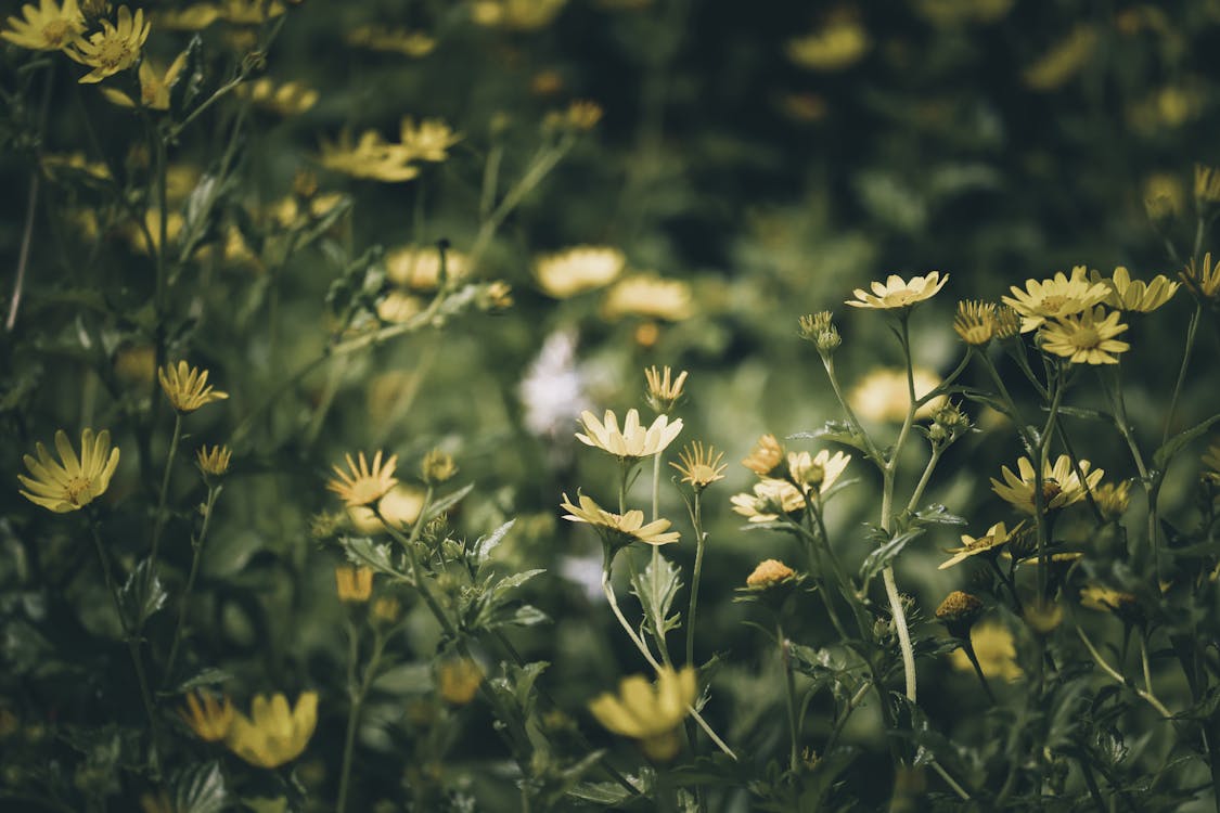 Hoa cúc vàng trắng là những bông hoa dễ thương và tinh tế. Hãy dành chút thời gian để ngắm nhìn bức ảnh này, bạn sẽ cảm nhận được sự tươi mới và thư thái trong tâm trí. Không gian xung quanh sẽ trở nên tươi sáng và đầy ngập tràn năng lượng tích cực.