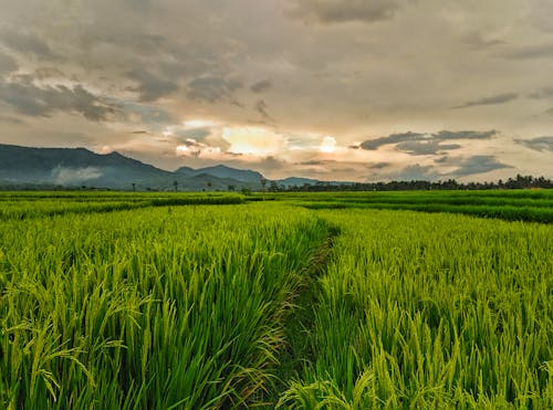 Scenery of a Rice Field under a Cloudy Sky